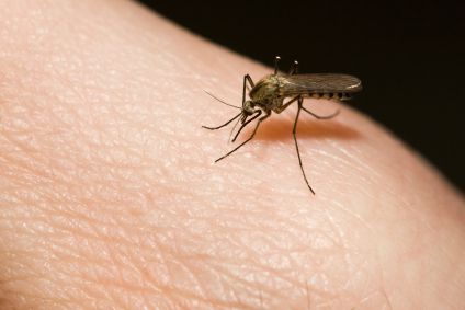 Insekti - ubodi, lječenje, zaštita, alergije